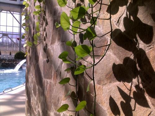 desert brown neregulata
