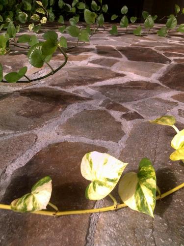 desert brown neregulata